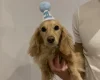 Dachshund (Smooth Haired)