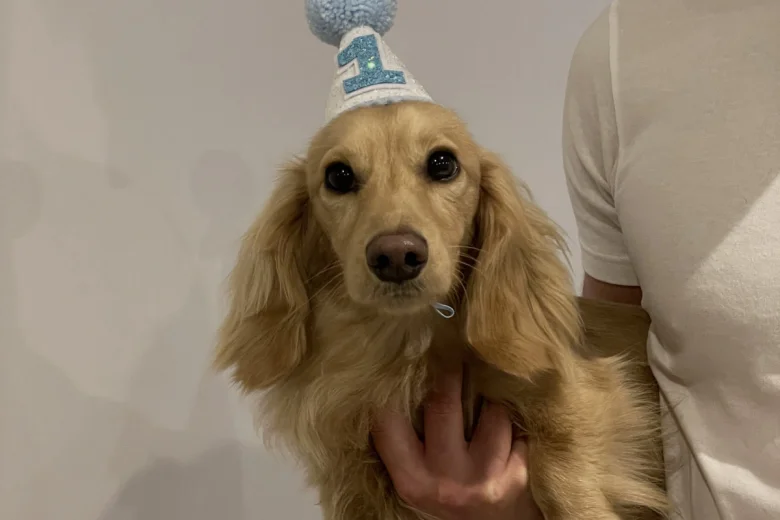 Dachshund (Smooth Haired)