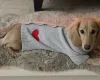 Dachshund (Smooth Haired)