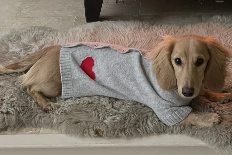 Dachshund (Smooth Haired)
