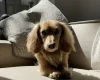 Dachshund (Smooth Haired)
