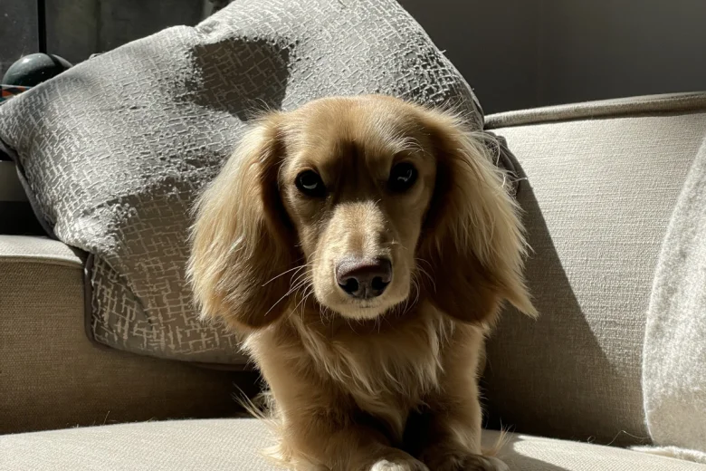 Dachshund (Smooth Haired)