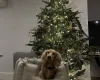 Dachshund (Smooth Haired)