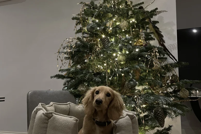 Dachshund (Smooth Haired)