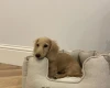 Dachshund (Smooth Haired)