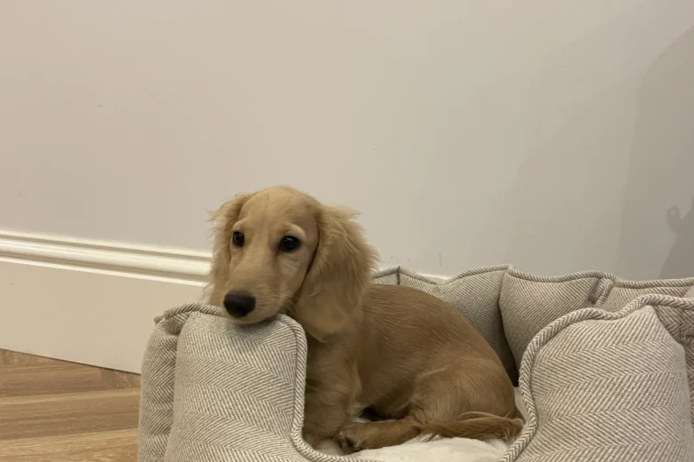 Dachshund (Smooth Haired)