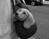 Dachshund (Smooth Haired)