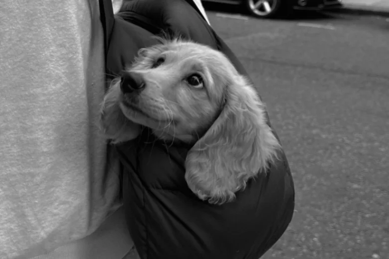 Dachshund (Smooth Haired)