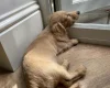 Dachshund (Smooth Haired)