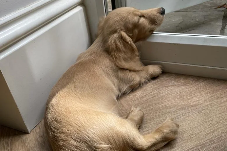 Dachshund (Smooth Haired)