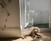 Dachshund (Smooth Haired)