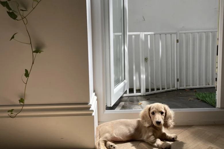 Dachshund (Smooth Haired)