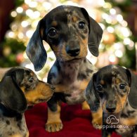 Dachshund (Standard & Miniature) - Both