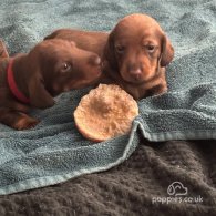 Dachshund (Standard & Miniature) - Both