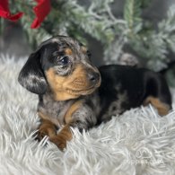 Dachshund (Standard & Miniature) - Both