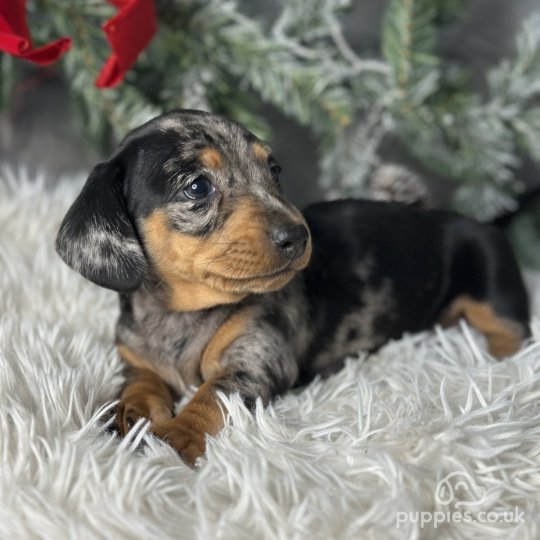 Dachshund (Standard & Miniature) - Both