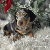 Dachshund (Standard & Miniature) - Both