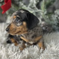 Dachshund (Standard & Miniature) - Both