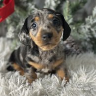 Dachshund (Standard & Miniature) - Both