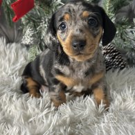 Dachshund (Standard & Miniature) - Both