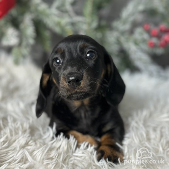 Dachshund (Standard & Miniature) - Both