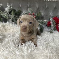 Dachshund (Standard & Miniature) - Both