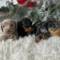 Dachshund (Standard & Miniature) - Both