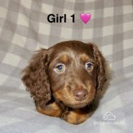 Dachshund (Standard & Miniature) - Both