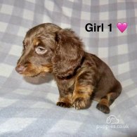 Dachshund (Standard & Miniature) - Both