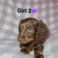 Dachshund (Standard & Miniature) - Both