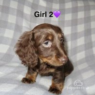 Dachshund (Standard & Miniature) - Both