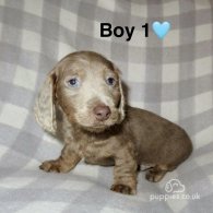 Dachshund (Standard & Miniature) - Both