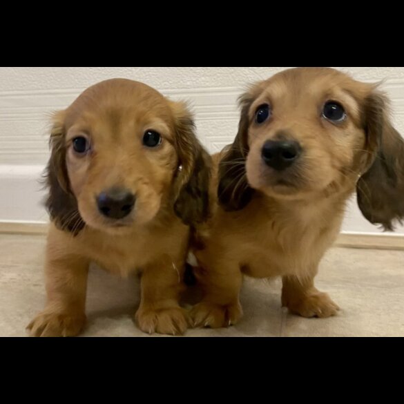 Dachshund (Standard &amp; Miniature) - Bitches