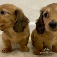 Dachshund (Standard & Miniature) - Bitches