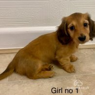 Dachshund (Standard & Miniature) - Bitches