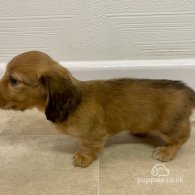 Dachshund (Standard & Miniature) - Bitches