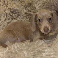 Dachshund (Standard & Miniature) - Both