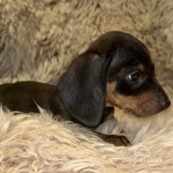 Dachshund (Standard & Miniature) - Both