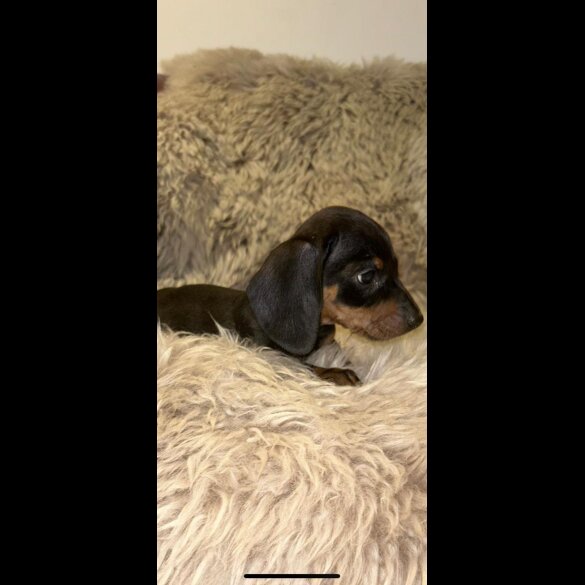 Dachshund (Standard &amp; Miniature) - Both