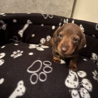 Dachshund (Standard & Miniature) - Both