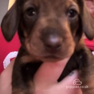 Dachshund (Standard & Miniature) - Both