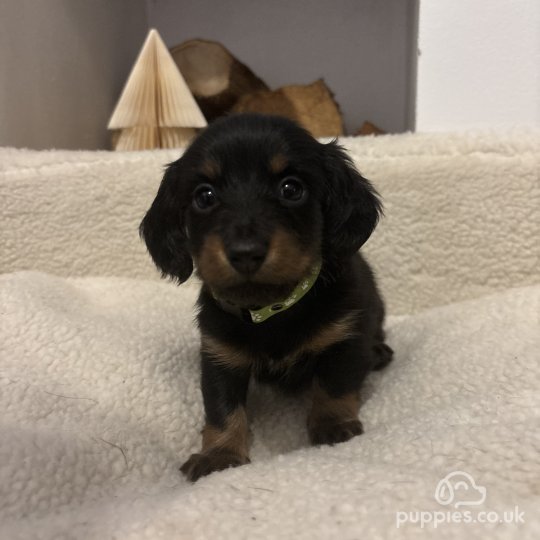 Dachshund (Standard & Miniature) - Both