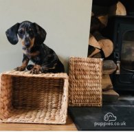 Dachshund (Standard & Miniature) - Both