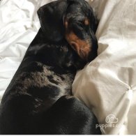 Dachshund (Standard & Miniature) - Both