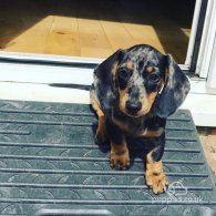 Dachshund (Standard & Miniature) - Both