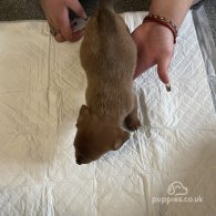 Dachshund (Standard & Miniature) - Dogs