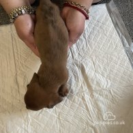 Dachshund (Standard & Miniature) - Dogs