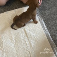 Dachshund (Standard & Miniature) - Dogs