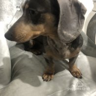 Dachshund (Standard & Miniature) - Dogs