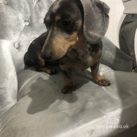 Dachshund (Standard & Miniature) - Dogs